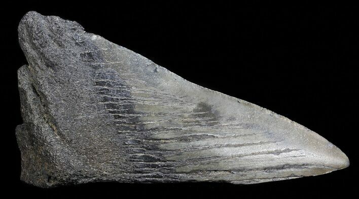 Fossil Megalodon Tooth Paper Weight #70540